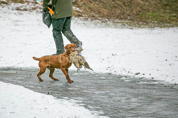 Gundogs-25