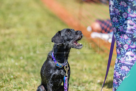 Scruffts heat @ Wadebridge 13th July 2025-24