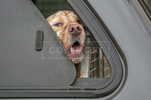 Gundogs-53
