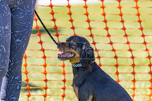 Scruffts heat @ Wadebridge 13th July 2025-34