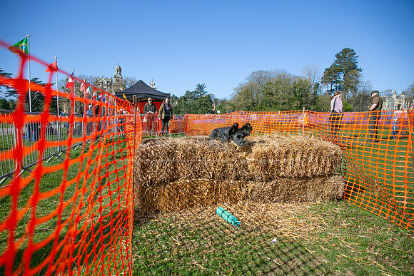 Thoresby Sun 30th Mar 25-068