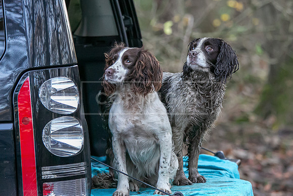 Gundogs-31