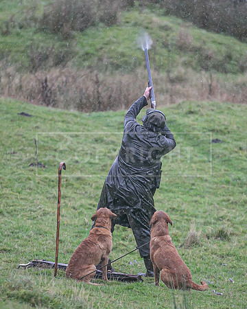 Gundogs-65