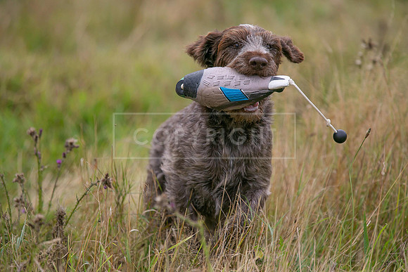 Jixenwell Scurry Challenge Final 2024-0450
