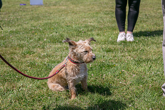 Scruffts heat @ Wadebridge 13th July 2025-75