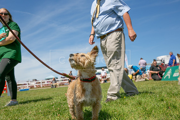 Scruffts heat @ Wadebridge 13th July 2025-76