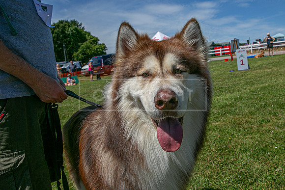 Scruffts heat @ Wadebridge 13th July 2025-19