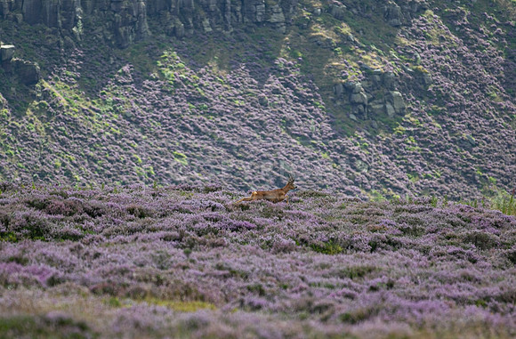 Upperwood 19th  Aug-364