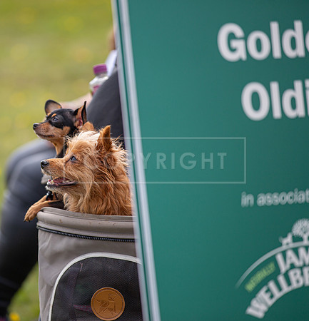 Scruffts @ Hylands Park 5th May 2024-077