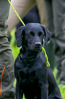 Open Spaniel-009