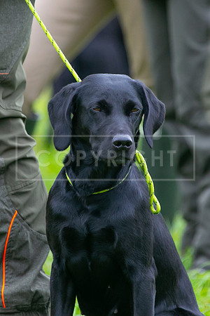Open Spaniel-009