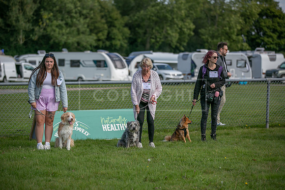 Scruffts Family Crossbreed of the Year competition, Detling, 15th Sept 2024-004