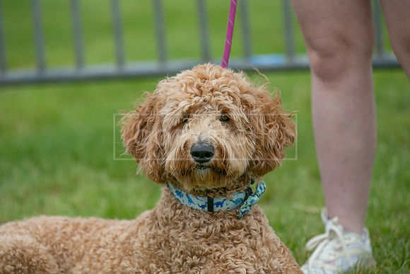 Scruffts Heat @ Shrewsbury 24th May 2025-21