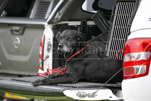 Open Spaniel-002