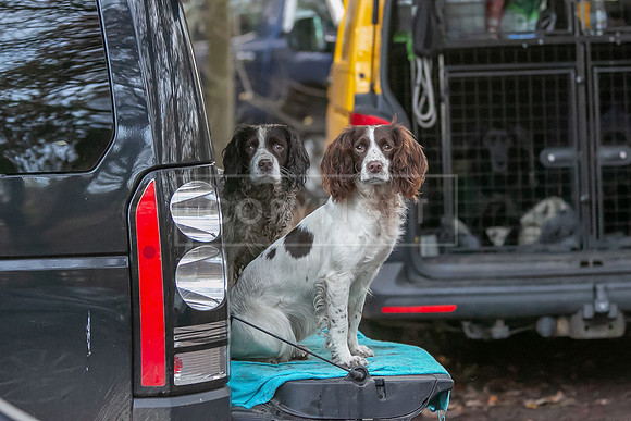 Gundogs-32