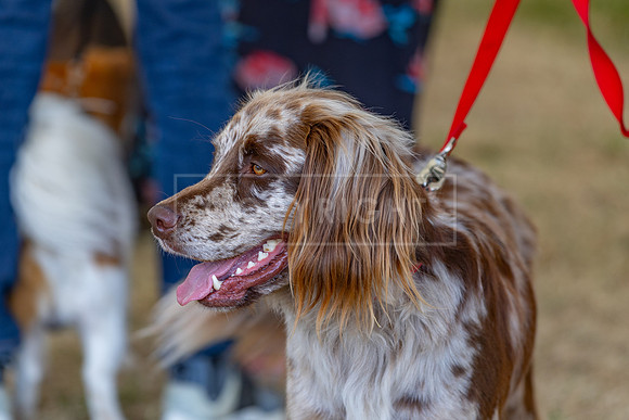 Scruffts Heat @ Windsor 29th June 2025-20