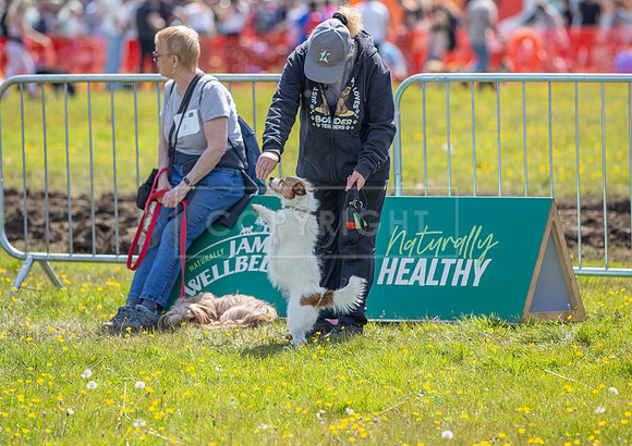 Scruffts @ Hylands Park 5th May 2024-048