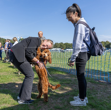 Scruffts Family Crossbreed of the Year competition, Detling, 15th Sept 2024-017