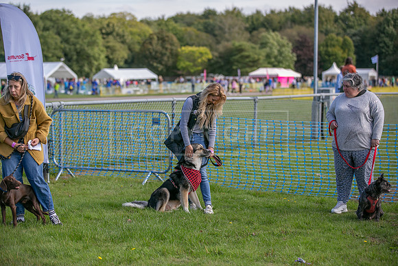 Scruffts Family Crossbreed of the Year competition, Detling, 15th Sept 2024-006