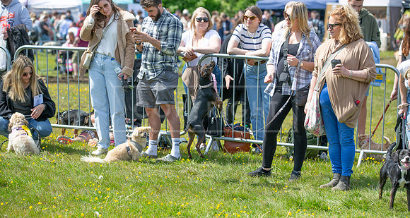 Scruffts @ Hylands Park 5th May 2024-037
