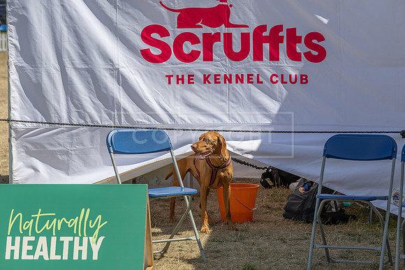 Scruffts Heat @ Windsor 29th June 2025-120