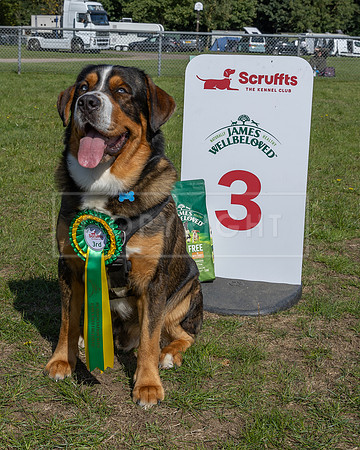 Scruffts Family Crossbreed of the Year competition, Detling, 15th Sept 2024-021