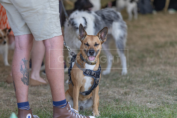 Scruffts Heat @ Windsor 29th June 2025-67