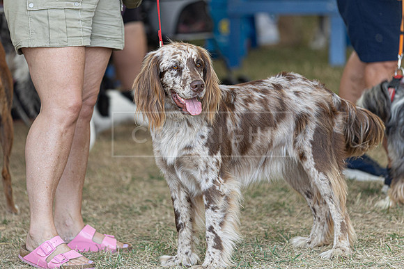 Scruffts Heat @ Windsor 29th June 2025-8