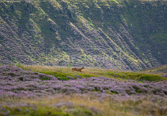 Upperwood 19th  Aug-365