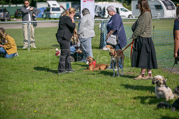 Scruffts Family Crossbreed of the Year competition, Detling, 15th Sept 2024-011