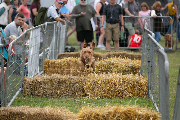 Jixenwell Scurry @ Sandringham 2024-018
