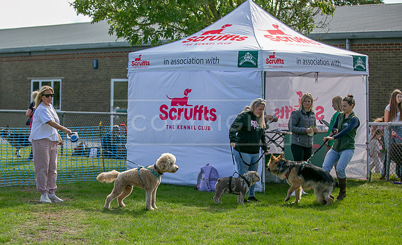 Scruffts Family Crossbreed of the Year competition, Detling, 15th Sept 2024-003