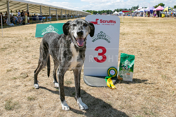 Scruffts Heat @ Windsor 29th June 2025-130