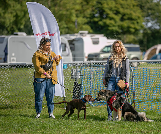 Scruffts Family Crossbreed of the Year competition, Detling, 15th Sept 2024-002