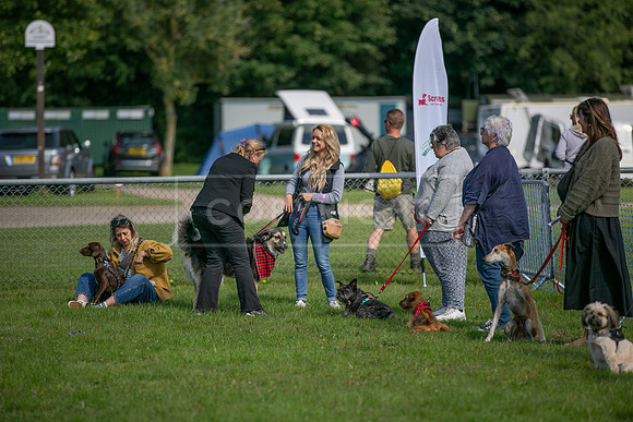 Scruffts Family Crossbreed of the Year competition, Detling, 15th Sept 2024-009