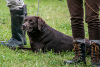 Open Spaniel-015