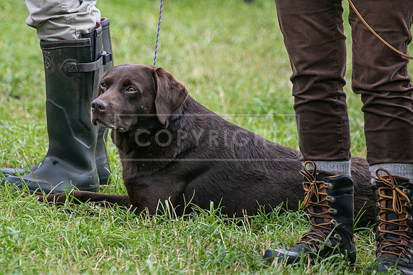 Open Spaniel-015