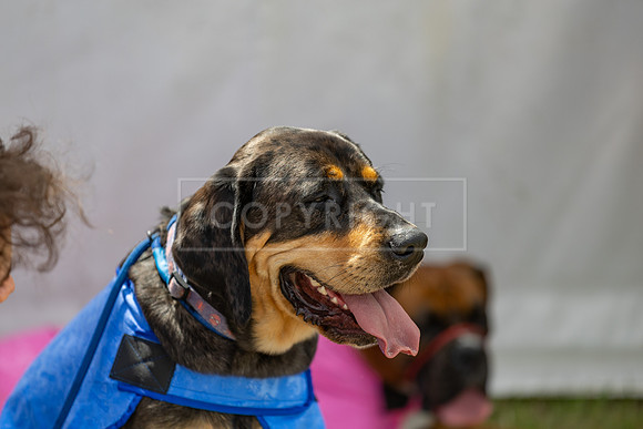 Scruffts Heat @ Windsor 29th June 2025-2