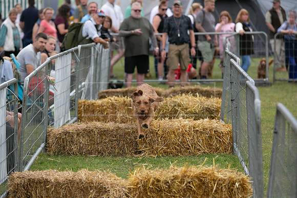Jixenwell Scurry @ Sandringham 2024-011