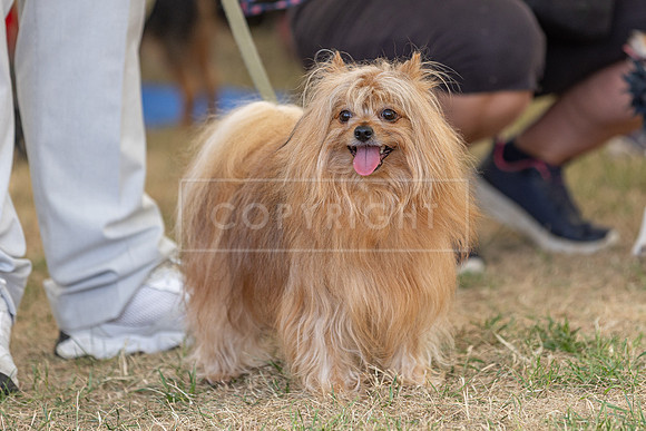 Scruffts Heat @ Windsor 29th June 2025-11