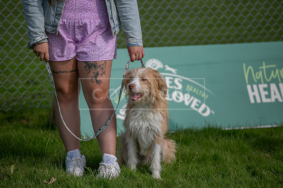 Scruffts Family Crossbreed of the Year competition, Detling, 15th Sept 2024-005