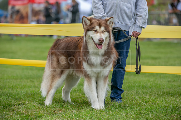 Scruffts Heat @ Shrewsbury 24th May 2025-13