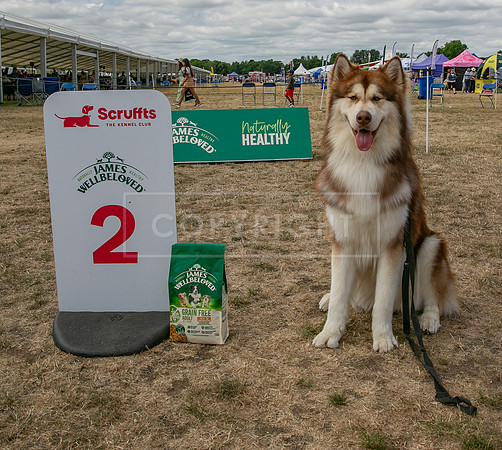 Scruffts Heat @ Windsor 29th June 2025-43