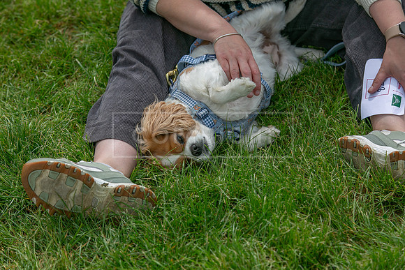 Scruffts Heat @ Shrewsbury 24th May 2025-56
