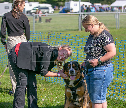 Scruffts Family Crossbreed of the Year competition, Detling, 15th Sept 2024-013