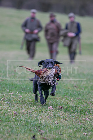 Gundogs-47