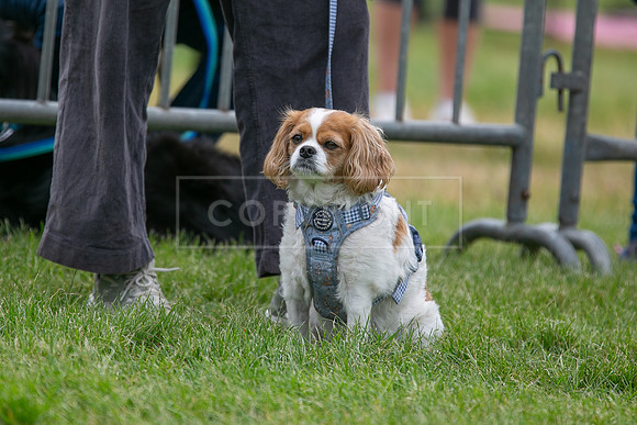 Scruffts Heat @ Shrewsbury 24th May 2025-47