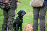 Open Spaniel-003