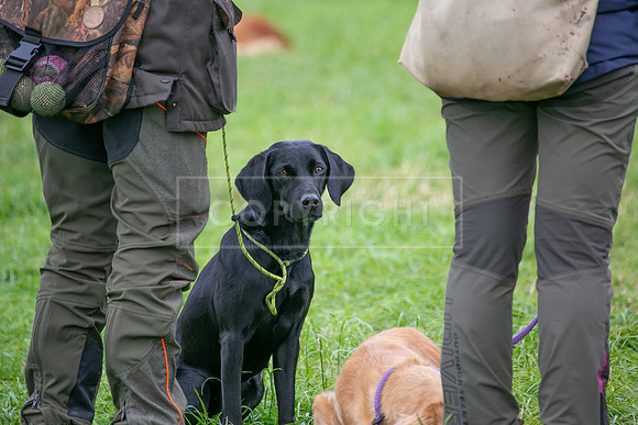 Open Spaniel-003
