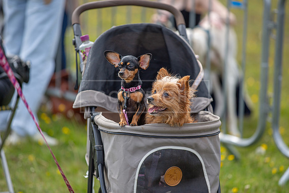 Scruffts @ Hylands Park 5th May 2024-078